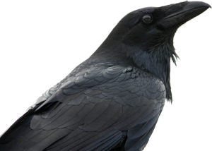 Raven PNG-71376